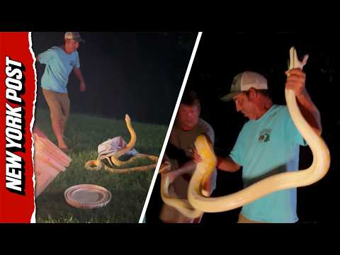 Couple Attempts to Bag Bright Yellow Python Near Myrtle Beach