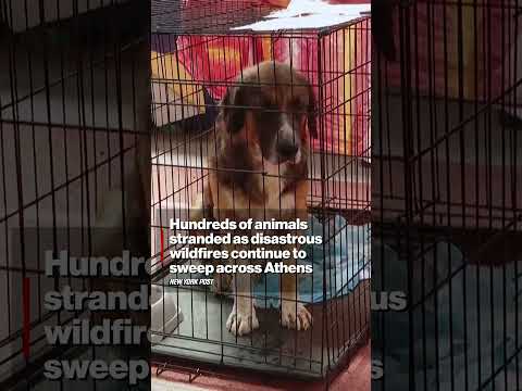 Hundreds of Animals Stranded as Disastrous Wildfires Continue to Sweep Across Athens #shorts