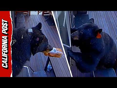 Hilarious Hungry Bear Sneaks Into Lake Tahoe Three Times to Forage for Snacks