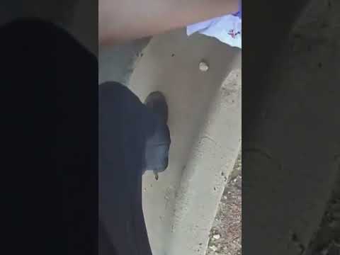 Austin Police Release Body Cam Footage Following Controversial ICE Shooting #shorts