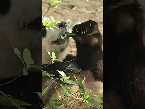 Zoo Atlanta welcomes pair of giant pandas straight from China #shorts