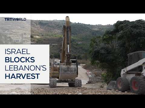 Lebanon’s olive farmers struggle under Israeli occupation