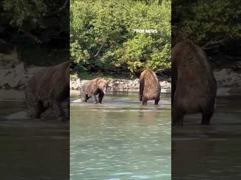 Brown bears CLASH over prime salmon fishing spot in Alaska #shorts #foxnews #viral