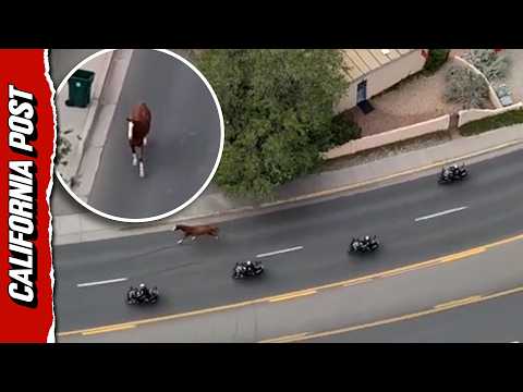 Runaway Horse Sparks Wild Police Chase With Cops And Cowboys