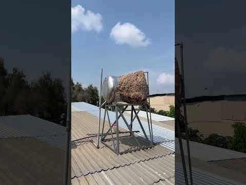 Giant Hornet Nest SWALLOWS Rooftop Water Tank In Vietnam #shorts