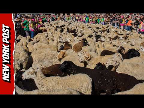 Thousands of Sheep Take Over Madrid’s Streets