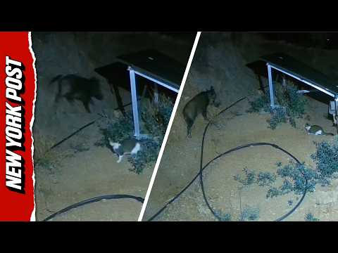 Moment Tiny Cat Charges At Wild Boar And Sends It Running In Seconds
