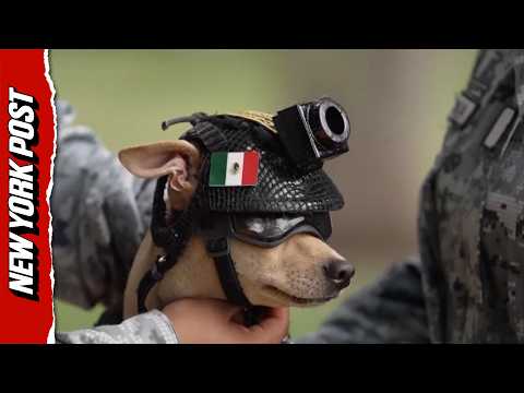 Mexico’s National Guard Welcomes Feisty New Recruit — ‘Comando’ The Chihuahua